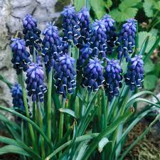 Attēlu rezultāti vaicājumam “Muscari neglectum”