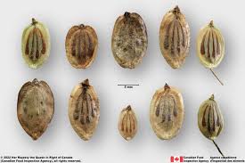 Attēlu rezultāti vaicājumam “Heracleum sphondylium subsp. sibiricum fruit”