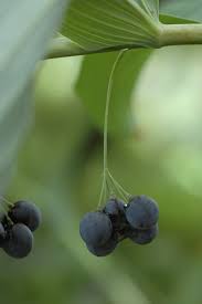 Attēlu rezultāti vaicājumam “Polygonatum multiflorum  fruit”