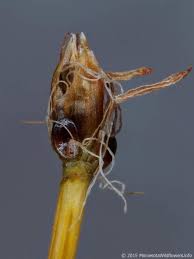 Attēlu rezultāti vaicājumam “Trichophorum cespitosum”