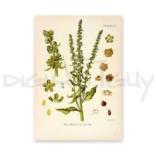 Image result for Beta vulgaris