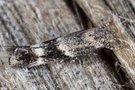 Attēlu rezultāti vaicājumam “Elachistidae”