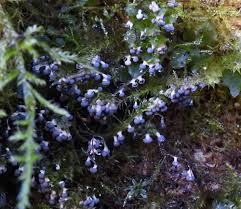 Attēlu rezultāti vaicājumam “Diachea subsessilis young”