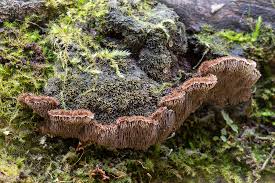 Attēlu rezultāti vaicājumam “Gloiodon strigosus”