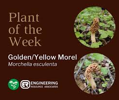 Attēlu rezultāti vaicājumam “Morchella esculenta”