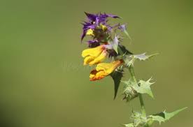 Attēlu rezultāti vaicājumam “Melampyrum nemorosum flower”