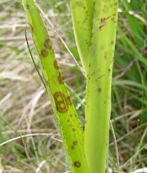 Attēlu rezultāti vaicājumam “Dactylorhiza cruenta”
