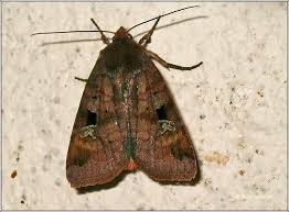 Attēlu rezultāti vaicājumam “Diarsia brunnea”