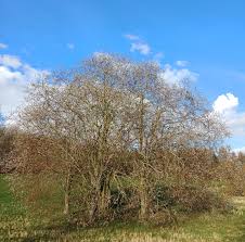 Attēlu rezultāti vaicājumam “Salix daphnoides subsp. acutifolia bud”