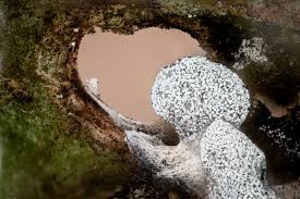 Attēlu rezultāti vaicājumam “Physarum alexandrowiczii”