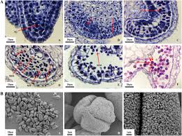 Attēlu rezultāti vaicājumam “Orobanche coerulescens bud”