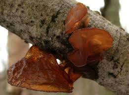 Attēlu rezultāti vaicājumam “Exidia recisa”