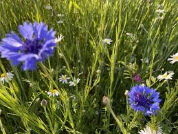 Attēlu rezultāti vaicājumam “Cyanus segetum”