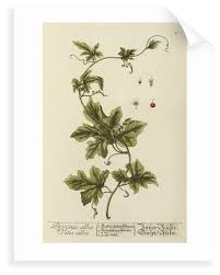 Attēlu rezultāti vaicājumam “Bryonia alba flower”