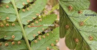 Attēlu rezultāti vaicājumam “Callicladium haldanianum sporophyte”