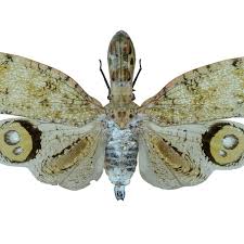 Attēlu rezultāti vaicājumam “Fuligo licentii macro”