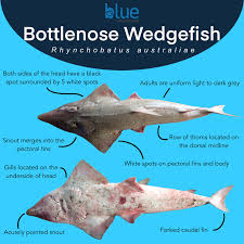 Image result for Rhynchobatus australiae