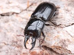 Attēlu rezultāti vaicājumam “Ceruchus chrysomelinus”