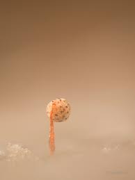 Attēlu rezultāti vaicājumam “Cribraria microcarpa”