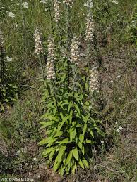 Image result for Digitalis lanata
