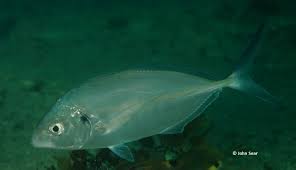 Image result for Pseudocaranx dentex