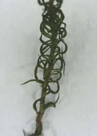 Attēlu rezultāti vaicājumam “Pogonatum nanum macro”