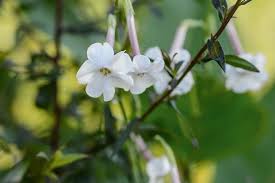 Attēlu rezultāti vaicājumam “Nicotiana tabacum flower”