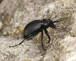 Attēlu rezultāti vaicājumam “Carabus coriaceus”