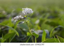 Attēlu rezultāti vaicājumam “Fagopyrum esculentum flower”