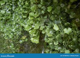 Attēlu rezultāti vaicājumam “Pellia”