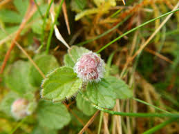 Attēlu rezultāti vaicājumam “Veronica chamaedrys bud”