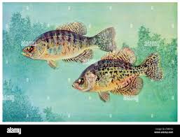 Image result for Pomoxis annularis