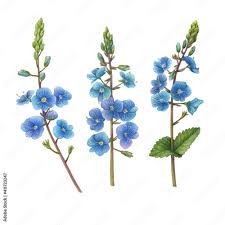 Attēlu rezultāti vaicājumam “Veronica chamaedrys flower”