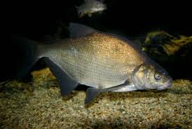 Image result for Abramis brama