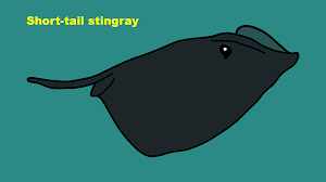 Image result for Bathytoshia brevicaudata