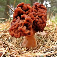 Attēlu rezultāti vaicājumam “Gyromitra”