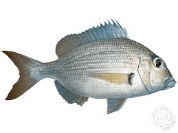 Image result for Stenotomus chrysops