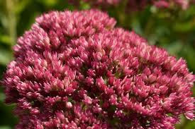 Attēlu rezultāti vaicājumam “Hylotelephium telephium flower”
