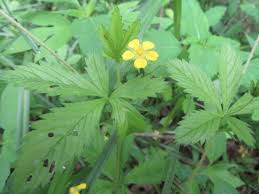 Image result for Potentilla erecta