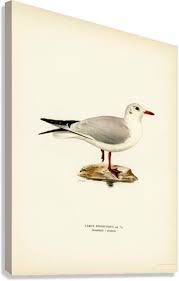 Attēlu rezultāti vaicājumam “Larus ridibundus”