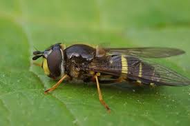 Attēlu rezultāti vaicājumam “Dasysyrphus tricinctus”