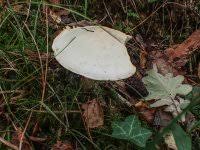 Attēlu rezultāti vaicājumam “Tricholoma album”