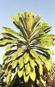 Attēlu rezultāti vaicājumam “Lobeliaceae”