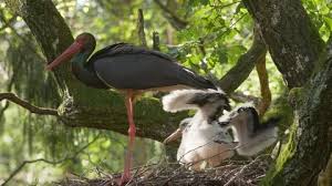 Attēlu rezultāti vaicājumam “Ciconia nigra adult”