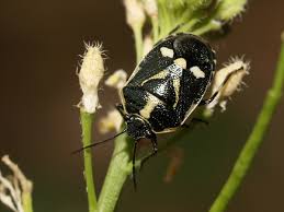 Attēlu rezultāti vaicājumam “Eurydema oleracea”