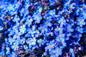 Image result for Myosotis sylvatica