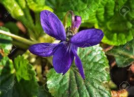 Attēlu rezultāti vaicājumam “Viola hirta flower”