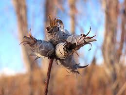 Attēlu rezultāti vaicājumam “Rabdophaga degeeri”