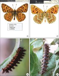 Attēlu rezultāti vaicājumam “Melitaea phoebe underside”