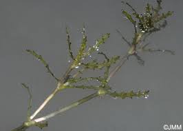 Attēlu rezultāti vaicājumam “Najas major”